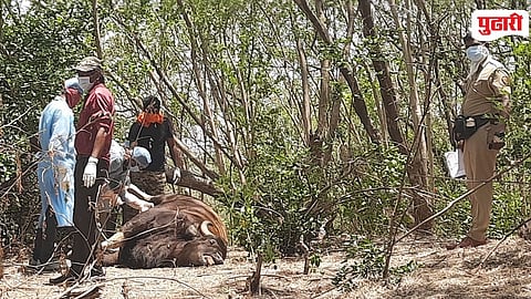 Suspicious Wildlife Death