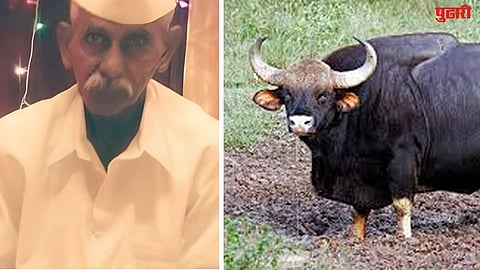  Indian Bison Attack Farmer Killed