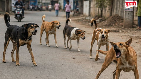 Renapur stray dogs menace