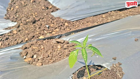 chilli farmers crisis