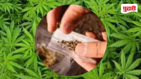 Sindhudurg Drug Cultivation Probe | आ. राणेंच्या आरोपानंतर पोलिस ॲक्शन मोडवर