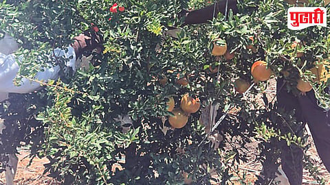 Sharadking Pomegranate