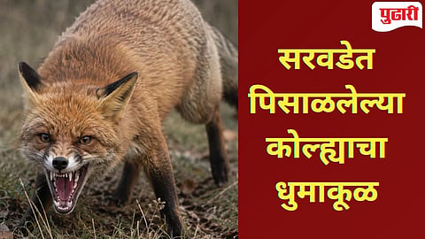 Kolhapur Fox Attack | सरवडे-मालवे हद्दीत पिसाळलेल्या कोल्ह्याचा धुमाकूळ; पाच शेतकरी गंभीर जखमी, परिसरात भीतीचे वातावरण