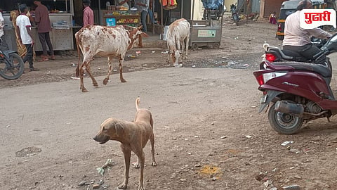 Khodala Stray Cattle Menace