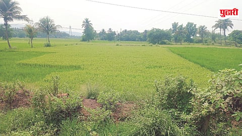 Roha paddy cultivation