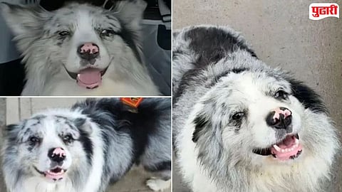 China Celebrity dog brutally killed : चीनमध्ये १५ लाख फॉलोअर्स असलेल्या लोकप्रिय कुत्र्याची चोरी अन् क्रूर हत्या