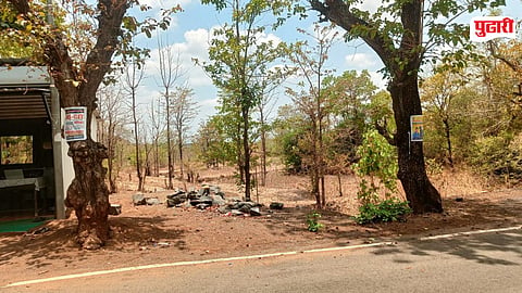 Mokhada tree conservation