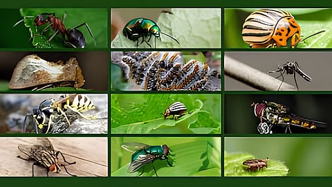 World Pest Day