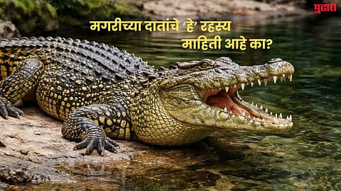 Crocodile 