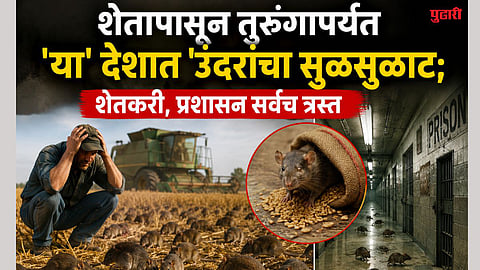 Massive Rat Population Explosion
