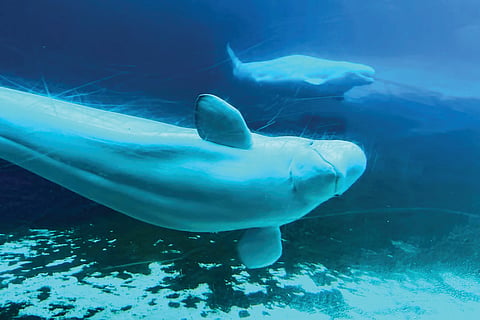 Beluga Whales Rescue |