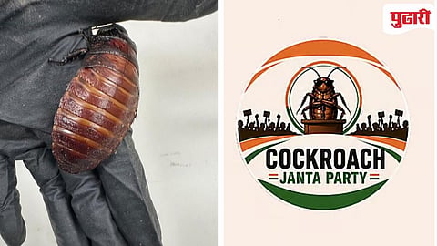 Cockroach in Australia : भारतात ‘कॉकरोच जनता पार्टी’ची, तर ऑस्ट्रेलियात हाताच्या पंजाएवढ्या मोठ्या ’कॉकरोच’ची चर्चा! 