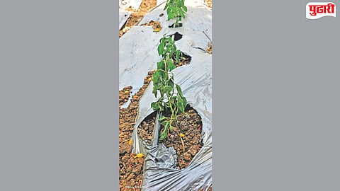 chilli crop damage