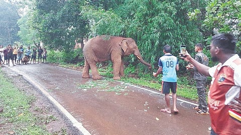 Omkar Elephant