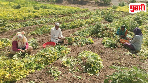 Ambegaon Groundnut Farming