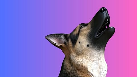 Dog Howling : कुत्र्यांचे रडणे हे वाईट गोष्टींचे संकेत असतात का? जाणून घ्या यामागचे सत्‍य! 