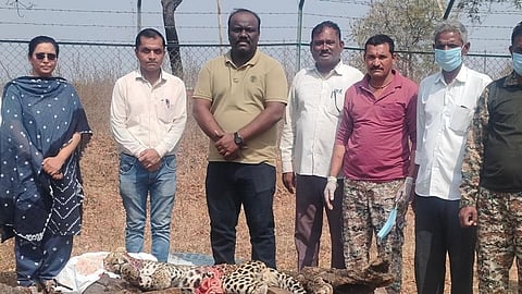 jalgaon leopard death