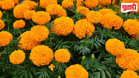 Marigold