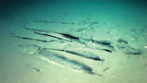 Whale Graveyard Discovery | 
