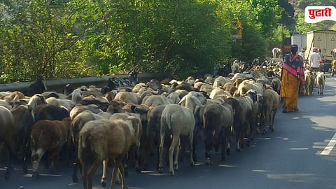 Shepherd Migration