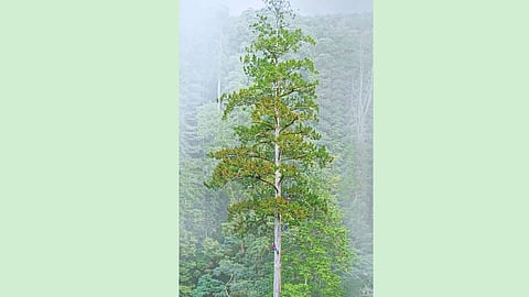 Ancient Tree
