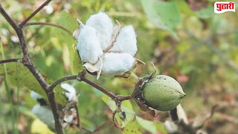 Jalna Agriculture News