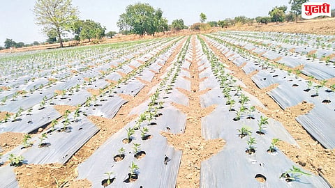 Jalna Agriculture News