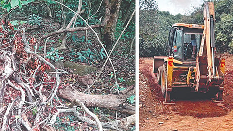 Tree Felling
