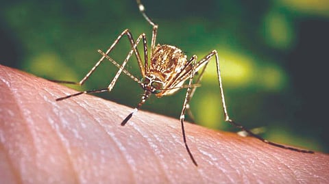 Belgaum Japanese Encephalitis case: जपानी ज्वराचा आढळला पहिला रुग्ण