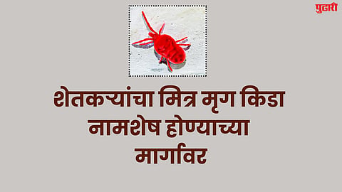 शेतकऱ्यांचा मित्र मृग किडा नामशेष होण्याच्या मार्गावर