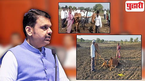 लातूरमधील शेतकऱ्याला सरकारने दिलेला बैल आजारी; मुख्यमंत्र्यांनी मान्य केलं