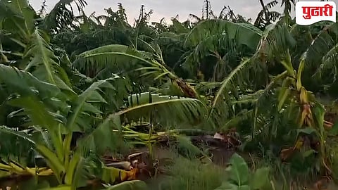 Hingoli News | दिग्रस बु परिसरात वादळी वाऱ्याचा तडाखा; केळी पिकांचे मोठे नुकसान
