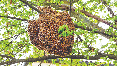Beekeeper Registration Portal: इस्‍त्रायलच्या धर्तीवर राज्‍यात मधपाळ नोंदणी पोर्टल