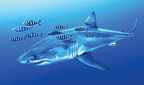 Great White Shark |