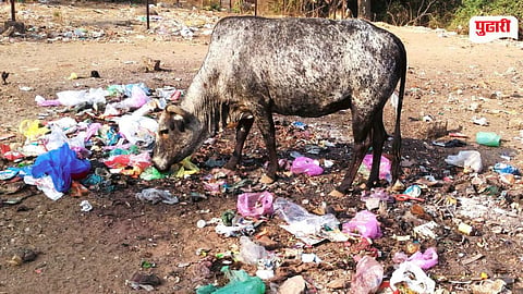 Cattle Fodder Crisis