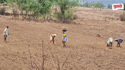 Khalapur Paddy Sowing Delay