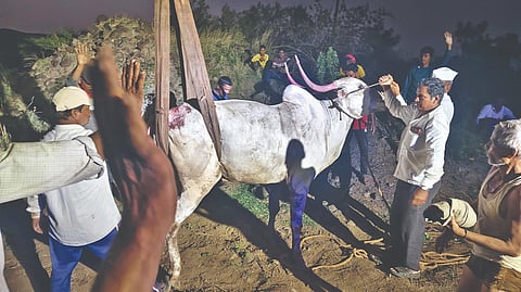 Satara News: ७० फूट खोल विहिरीत पडलेल्या बैलजोडीला ग्रामस्थांनी दिले जीवदान