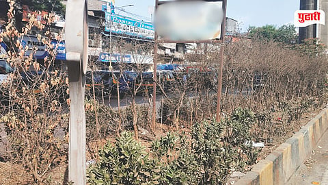Ghatkopar Andheri Link Road Trees