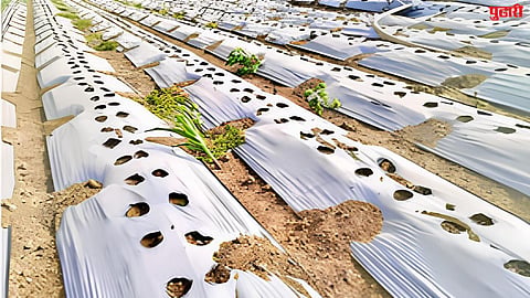Chilli crop 