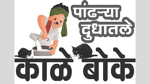 Satara milk adulteration