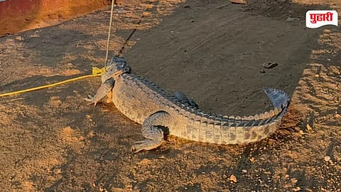 Mahad Crocodile Sightings