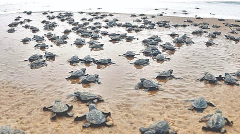 Turtle Conservation