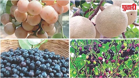 Rural Wild Fruits