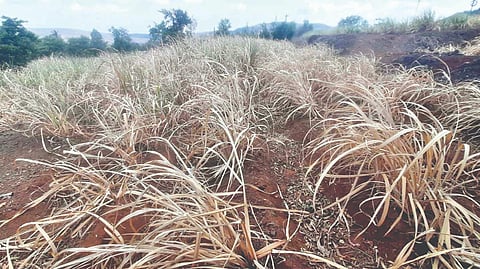 Satara Irrigation Shutdown: शेतीपूरक व्यवसायांनाही बसला फटका; इरिगेशन बंदचा दुष्परिणाम 