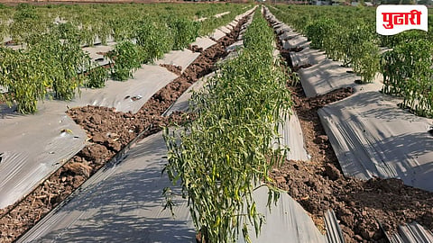 Chili crop failure | पावसाअभावी मिरचीचे पीक सुकले, डोळ्यादेखत शेतकऱ्याची स्वप्ने झाली राख