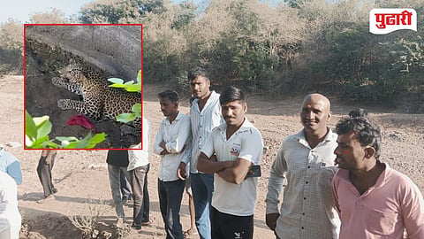 Kannad Leopard In Well 