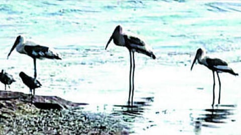 Colored Stork Spotted | खडक माळेगाव धरणावर आढळला रंगीत करकोचा