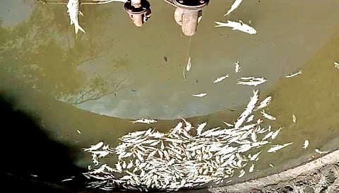 Satara News: करंडीत २५ हून अधिक जणांना गॅस्ट्रोची लागण; गावच्‍या विहिरीत आढळले मृत मासे 