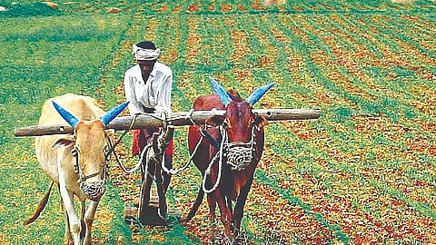 Farming 