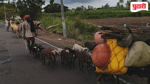 Kolhapur news | ...मृग संपला, तरी पाऊस नाही; मेंढपाळांची वेदनादायी भटकंती सुरूच